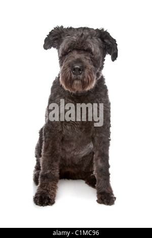 Bouvier Des Flandres vor einem weißen Hintergrund Stockfoto