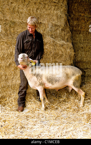 Knstliche Befruchtung eines Schafes Stockfotografie - Alamy