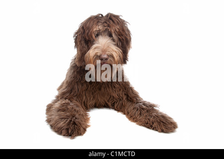 Labradoodle vor einem weißen Hintergrund Stockfoto