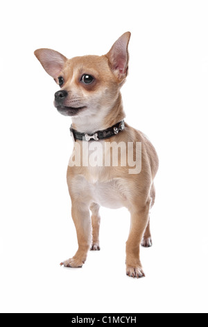 kurzen Haaren Chihuahua vor einem weißen Hintergrund Stockfoto