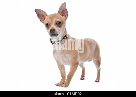 kurzen Haaren Chihuahua vor einem weißen Hintergrund Stockfoto