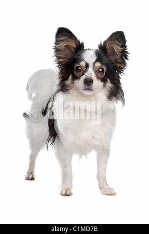 Papillon oder Schmetterling Hund vor einem weißen Hintergrund Stockfoto