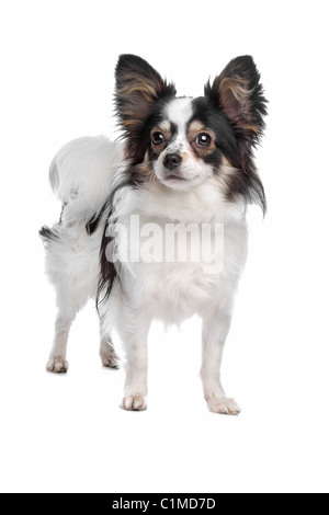 Papillon oder Schmetterling Hund vor einem weißen Hintergrund Stockfoto