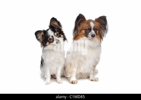 Papillon oder Schmetterling Hund vor einem weißen Hintergrund Stockfoto