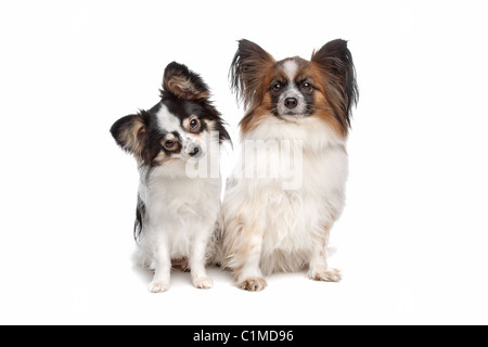 Papillon oder Schmetterling Hund vor einem weißen Hintergrund Stockfoto