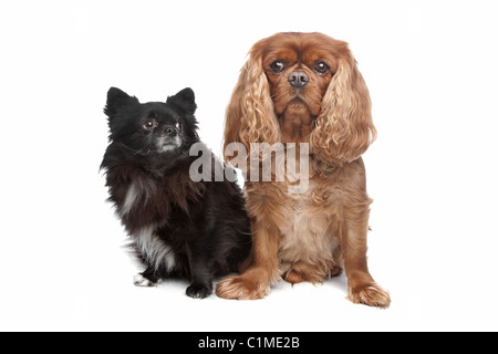 Cavalier King Charles Spaniel und eine schwarze Chihuahua vor einem weißen Hintergrund Stockfoto