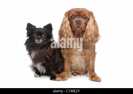 Cavalier King Charles Spaniel und eine schwarze Chihuahua vor einem weißen Hintergrund Stockfoto