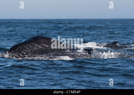 Buckelwal (Impressionen Novaeangliae) Longe von Krill ernähren. Monterey, Kalifornien, Pacific Ocean. Stockfoto