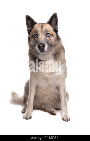 Mischling Hund ein Husky und einem belgischen Schäferhund vor einem weißen Hintergrund Stockfoto