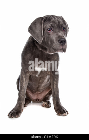 Cane Corso-Hund vor einem weißen Hintergrund Stockfoto