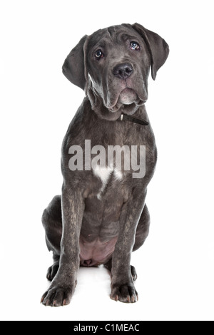 Cane Corso-Hund vor einem weißen Hintergrund Stockfoto