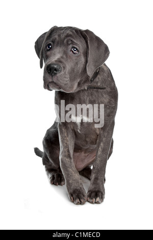 Cane Corso-Hund vor einem weißen Hintergrund Stockfoto