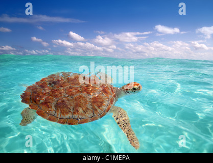 Grüne Meeresschildkröte Chelonia Mydas Karibik Cheloniidae Wasseroberfläche Stockfoto