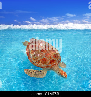 Grüne Meeresschildkröte Chelonia Mydas Karibik Cheloniidae Wasseroberfläche Stockfoto