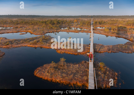 Morgenlicht in Misty Männikjärve Bog, Endla Natur Reseve, Jõgeva County, Estland Stockfoto