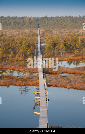 Morgenlicht in Misty Männikjärve Bog, Endla Natur Reseve, Jõgeva County, Estland Stockfoto