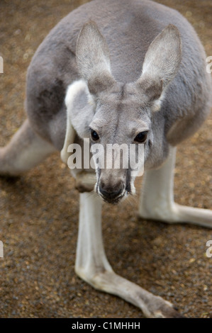 Ein Western Grey Känguru im Featherdale Wildlife Park in der Nähe von Sydney, Australien Stockfoto