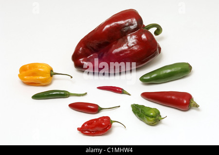 Auswahl an Chili Sorten auf einem weißen Hintergrund - Poblano, Habanero, Serrano, Vogels Auge, Dorset Naga und Jalapeno. Stockfoto