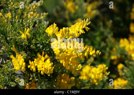 Strauch-Besen, Sweet Besen oder gelben Ginster Genista Racemosa, Fabaceae. Sy Genista Fragrans, Cytisus Racemosus, C. Spachianus. Stockfoto