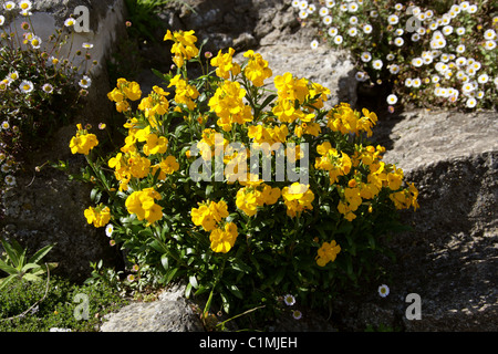 Sibirische Mauerblümchen, Wegrauke Allionii, Brassicaceae. (SY Wegrauke Allioni, Zonen Allionii). Stockfoto