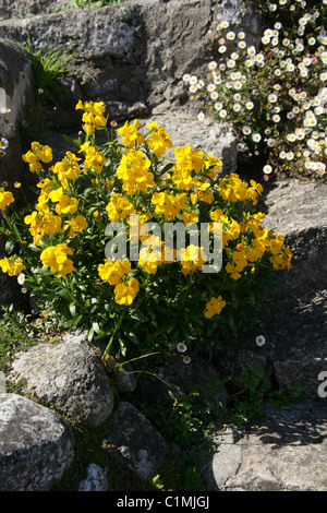 Sibirische Mauerblümchen, Wegrauke Allionii, Brassicaceae. (SY Wegrauke Allioni, Zonen Allionii). Stockfoto