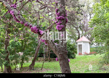 Zilker botanischen Garten Stockfoto