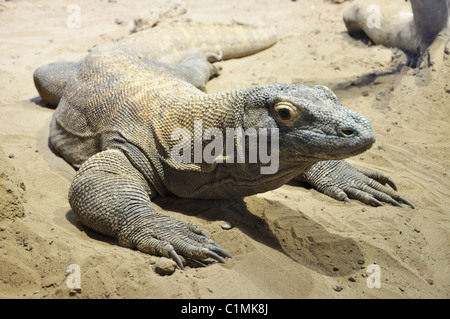 Komodo-Waran Varanus komodoensis Stockfoto