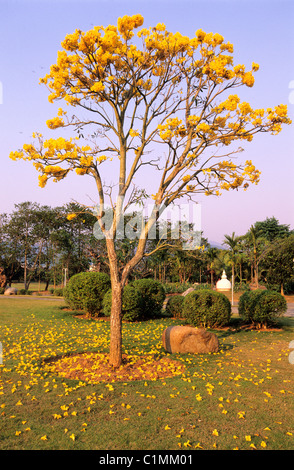 China, Yunnan Provinz, Region Xishuangbanna, Jinghong, Garten mit tropischen Blumen und Pflanzen Stockfoto