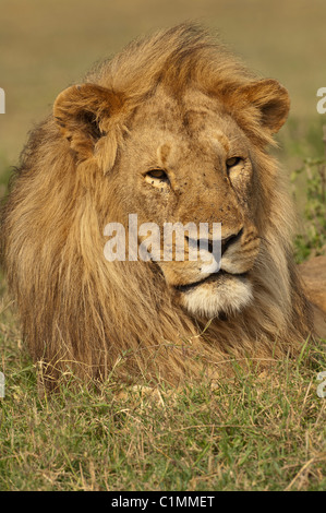 Stock Foto eines großen männlichen Löwen ruht in den Rasen. Stockfoto