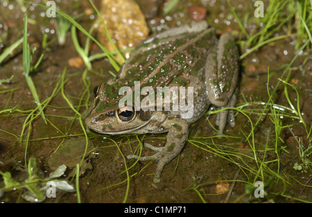 Motorradfrosch (Litoria moorei) in flachem Wasser, auch bekannt als Bell Frog, Moore’s Frog, Western Green and Golden Bell Frog), Western Australia. Stockfoto