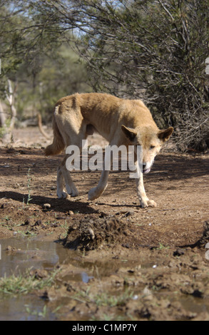 Australische Dingo (Canis lupus Dingo) untere Fortescue River in Western Australia. Stockfoto