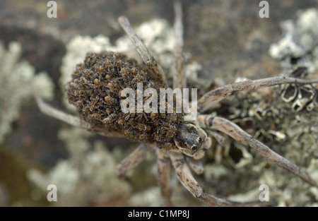 Nahaufnahme eines Wolf Spider aus der Familie spiderlings Lycosidae, die Ihr auf dem Rücken, bis Sie bereit zu verteilen sind. Stockfoto