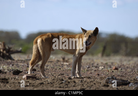 Australische Dingo (Canis lupus Dingo) untere Fortescue River in Western Australia. Stockfoto