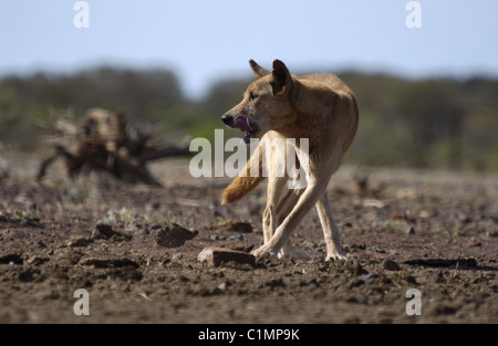 Australischen Dingo (Canis Lupus Dingo) senken Fortescue River in Western Australia Stockfoto