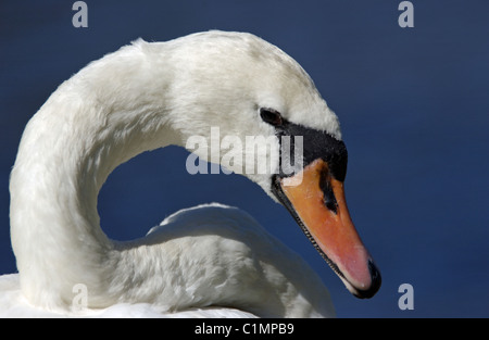 Kopf einer weiblichen Höckerschwan (Cygnus olor) Western Australia. Stockfoto