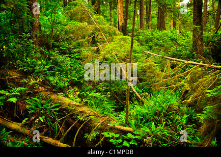 Üppige Blattwerk des gemäßigten Regenwaldes. Pacific Rim National Park, Britisch-Kolumbien Kanada Stockfoto