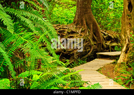 Pfad durch gemäßigten Regenwald. Pacific Rim National Park, Britisch-Kolumbien Kanada Stockfoto