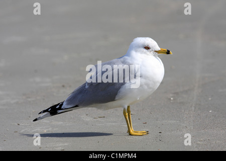 Ring-billed Möwe (Larus Delawarensis) Stockfoto