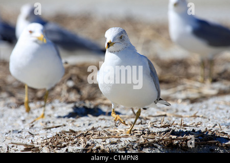 Ring-billed Möwen (Larus Delawarensis) Stockfoto