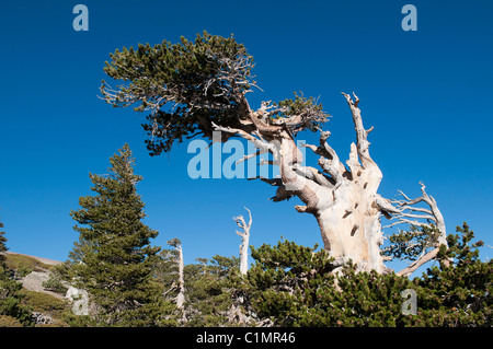 Lodgepole Pine (Pinus Contorta Subsp. Murryana), Mount San Antonio, San Gabriel Mountains, Los Angeles County, Kalifornien, USA Stockfoto