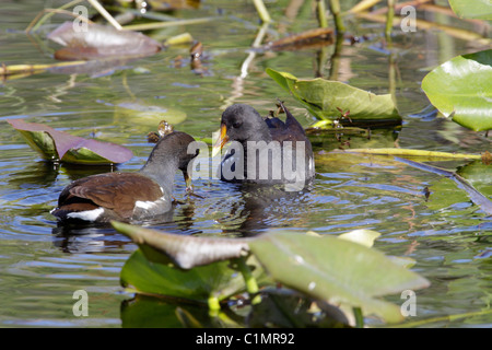 Gemeinsame Sumpfhuhn, oder Common Gallinule, (Gallinula chloropus) bei Anhinga Trail, Everglades National Park, Everglades, Florida Stockfoto