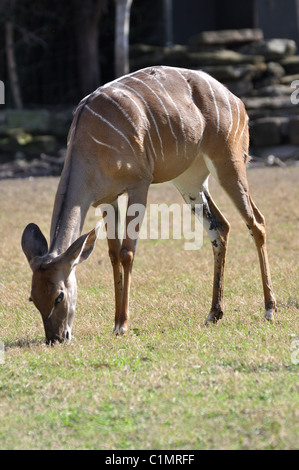 Lesser Kudu Tragelaphus Imberbis Gerenuk Litocranius walleri Stockfoto