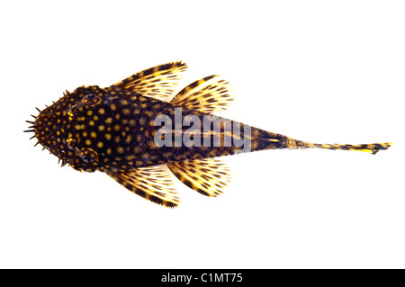 Aquarium Fisch Ancistrus dolichopterus Stockfoto