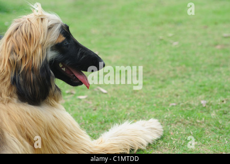 Afghanischer Windhund-Hund auf der Wiese liegend Stockfoto