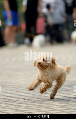 kleine schöne Spielzeug Pudelhund laufen auf den Boden Stockfoto