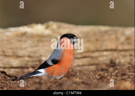 Eurasische Gimpel - Nord Gimpel - gemeinsame Gimpel (Pyrrhula Pyrrhula) männlichen Samen auf dem Boden essen Stockfoto