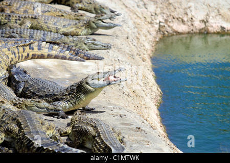 Nil-Krokodile gefüttert Huhn in Le Bonheur Krokodilfarm in der Nähe von Stellenbosch, Südafrika. (Crocodylus Niloticus) Stockfoto