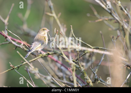 Europäischen Grünfink (Zuchtjahr Chloris - Chloris Chloris) weiblich thront auf Zweig im Winter - Louvain-La-Neuve - Belgien Stockfoto