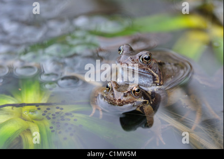 Gemeinsamen Frosch (Rana Temporaria) paar Paarung in die Pfütze Stockfoto