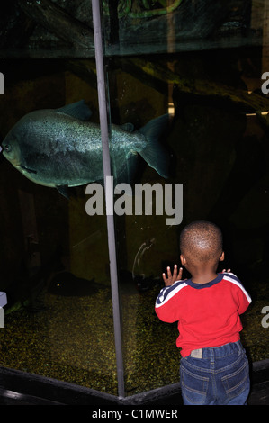 Schwarzer Junge Fische im Aquarium beobachten Stockfoto